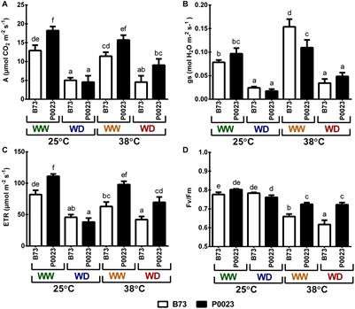 Efficient Regulation of CO2 Assimilation Enables Greater Resilience to High Temperature and Drought in Maize